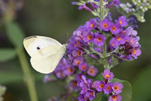 Illinois Prints: 03061-00401 Cabbage White (Pieris rapae) on Butterfly Bush (Buddleja davidii) Marion Co