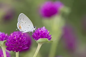 03226-01116 Eastern Tailed-Blue (Everes comyntas) on Globe Amaranth (Gomphrena globosa) Marion Co