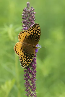 03322-01809 Great Spangled Fritillary (Speyeria cybele) on Prairie Blazing Star