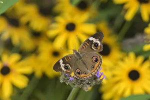 Nectaring Prints: 03411-01117 Common Buckeye (Junonia coenia) on Brazilian Verbena (Verbena bonariensis) Marion Co