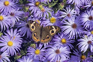 Nectaring Prints: 03411-01212 Common Buckeye (Junonia coenia) on Frikarts Aster (Aster frikartii) Marion Co