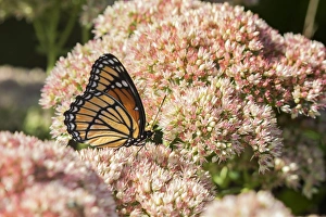 Viceroy Prints: 03421-00712 Viceroy (Limenitis archippus) on Autumn Joy Sedum (Sedum spectabile) Marion Co