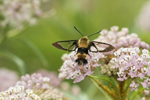 Nectaring Prints: 04005-00407 Snowberry Clearwing (Hemaris diffinis) on Swamp Milkweed (Asclepias incarnata)