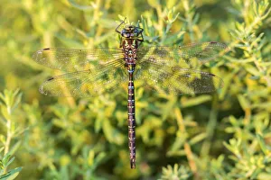 06357-00102 Shadow Darner (Aeshna umbrosa) male (Marion Co. IL