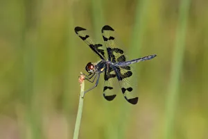 Aquatic Prints: 06580-00214 Banded Pennant (Celithemis fasciata) male Washinton Co. MO