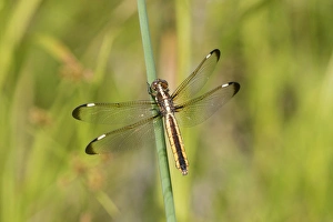 Perching Prints: 06617-00503 Spangled Skimmer (Libellula cyanea) female in wetland Washington Co. MO