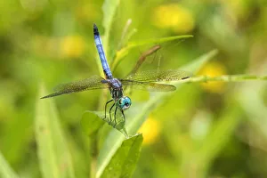 Skimmer Prints: 06642-00618 Blue Dasher (Pachydiplax longipennis) male obelisking (prevent overheating)