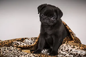 Cute Prints: 10 week old black Pug puppy curled up in a spotted blanket. (PR)