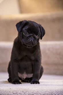 Animals Collection: 10 week old black Pug puppy sitting on a carpeted stairwell. (PR)