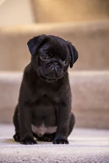 Cute Prints: 10 week old black Pug puppy sitting on a carpeted stairwell. (PR)