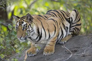 Images Dated 23rd April 2009: 17 months old Bengal