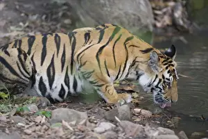 Tiger Prints: 17 months old Bengal tiger cub drinking water at water hole, late afternoon, dry season