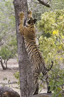 Stretching Prints: 17 months old Bengal tiger cub scratch marking tree, early morning, dry season