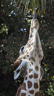 The 18-inch long tongue helps a giraffe reach vegetation to eat The 18-inch long tongue helps a giraffe reach vegetation to eat