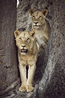 Lion Pride Prints: 2 lions standing together between trees looking out