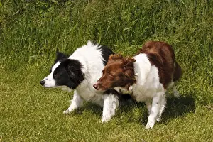 Back Prints: 2 Purebred Border Collie, crouched looking same direction, red, black, white