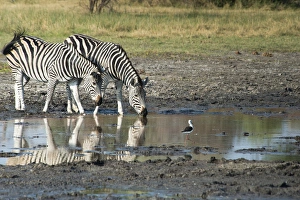 Grassland Prints: 2 zebras drinking from water hole with bird