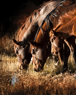 Waterhole Prints: 3 horses drinking in dusky light