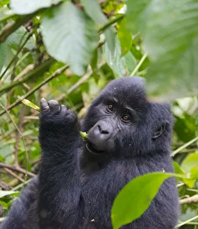 Gorilla Prints: 3-year-old Gorilla baby in the forest, Bwindi Impenetrable National Park, Uganda