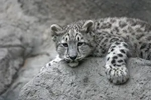 Black And White Prints: 4 month old Snow leopard cub draped over a rock (Panthera uncia), Sacramento Zoo