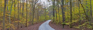 Backroad Prints: 63895-14311 Road through trees in fall at LaRue-Pine Hills, Shawnee National Forest, IL