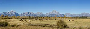 Mountains Prints: 67545-09009 Horses and Grand Teton Mountain Range in fall, Grand Teton National Park, WY