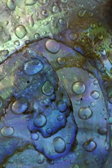 Abalone Prints: Abalone shell with water drops