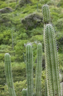 Images Dated 25th January 2006: ABC Islands - ARUBA - Arikok National Wildlife Park: Cactus