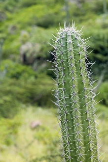 Images Dated 25th January 2006: ABC Islands - ARUBA - Arikok National Wildlife Park: Cactus