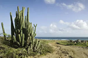 Images Dated 24th January 2006: ABC Islands - ARUBA - Noord: Cactus along Northeast Aruba Coast