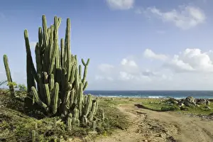 Aruba Prints: ABC Islands - ARUBA - Noord: Cactus along Northeast Aruba Coast