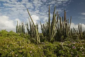Bonaire Prints: ABC Islands - BONAIRE - Boca Onima: Cactus NE Bonaire