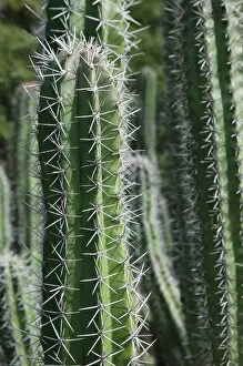ABC Islands - BONAIRE - Rincon: Cactus Detail of the Cactus Fence arouond the Cactus