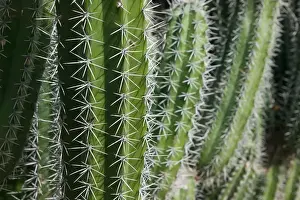 ABC Islands - BONAIRE - Rincon: Cactus Detail of the Cactus Fence arouond the Cactus