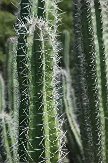 Cactus Prints: ABC Islands - BONAIRE - Rincon: Cactus Detail of the Cactus Fence arouond the Cactus