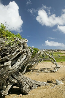 Images Dated 28th January 2006: ABC Islands - BONAIRE - Washikemba: Windblown Trees by the Washekemba Lagoon