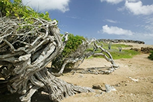 Images Dated 28th January 2006: ABC Islands - BONAIRE - Washikemba: Windblown Trees by the Washekemba Lagoon