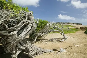 Images Dated 28th January 2006: ABC Islands - BONAIRE - Washikemba: Windblown Trees by the Washekemba Lagoon