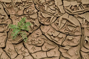 Images Dated 25th July 2009: Abiquiu, New Mexico, United States. Dried clay during drought season
