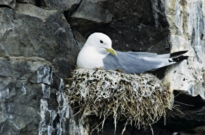 Images Dated 19th October 2007: aBlack-legged Kittiwake, Rissa tridactyla, dult on nest, Ekkeroy, Norway