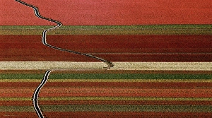 Images Dated 24th August 2004: An abstract aerial view of tulip fields with a drainage ditch crossing the rows