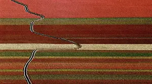 Lee Mann Prints: An abstract aerial view of tulip fields with a drainage ditch crossing the rows