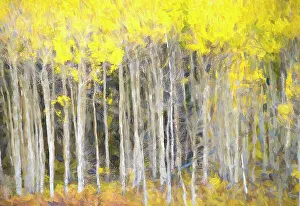 Ouray Prints: Abstract of aspen