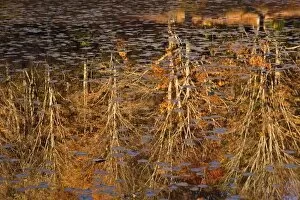 Abstract autumn reflections on Bass Lake, near Blowing Rock, North Carolina