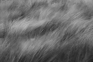 Blowing Prints: Abstract black and white view of grasses blowing in the wind