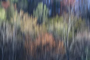 Abstract blur of trees leafing out in Spring, Tennessee