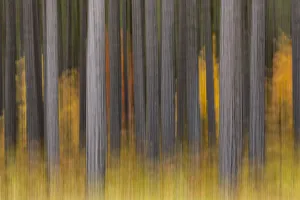 Abstract blurred tree trunks and fall foliage, Hiawatha National Forest, Upper Peninsula