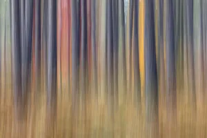 Images Dated 29th July 2020: Abstract blurred tree trunks and fall foliage, Hiawatha National Forest, Upper Peninsula