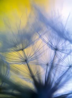 Backgrounds Prints: Abstract close-up in yellows and blues of a dandelion seed puff