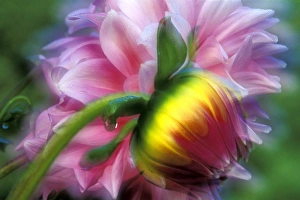 Double Exposure Prints: Abstract of dahlia and bud